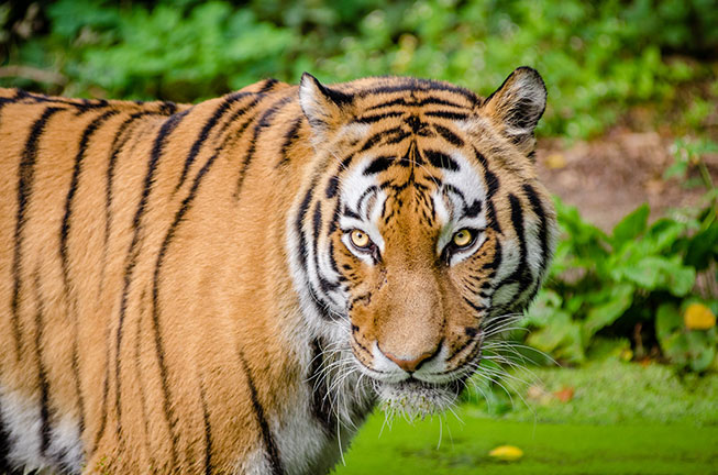 Animal Kingdom - Tigre